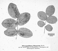 Phragmidium mucronatum image